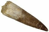 Fossil Plesiosaur (Zarafasaura) Tooth - Morocco #354709-1